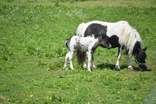 Mare and colt paint mini horse grazing in a pasture.