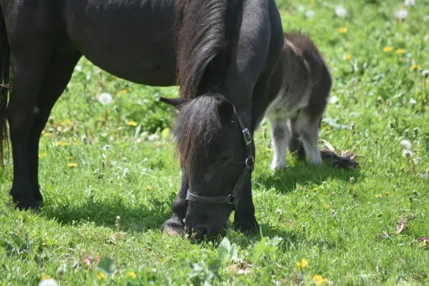 Grass pasture with a black miniature horse in a field.