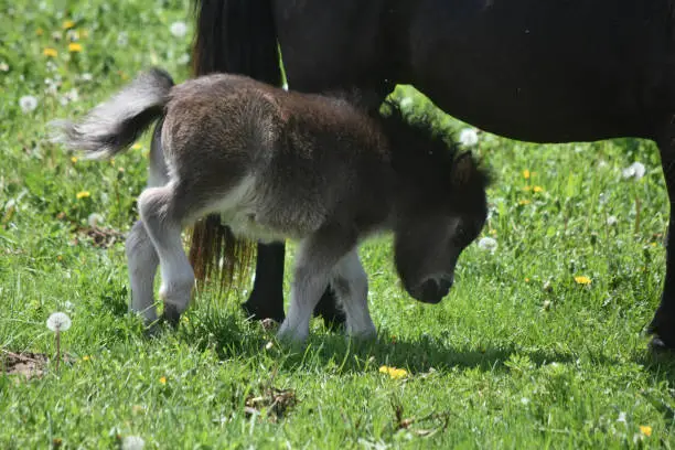 Absolutely adorable miniature horse foal walking under his mother.