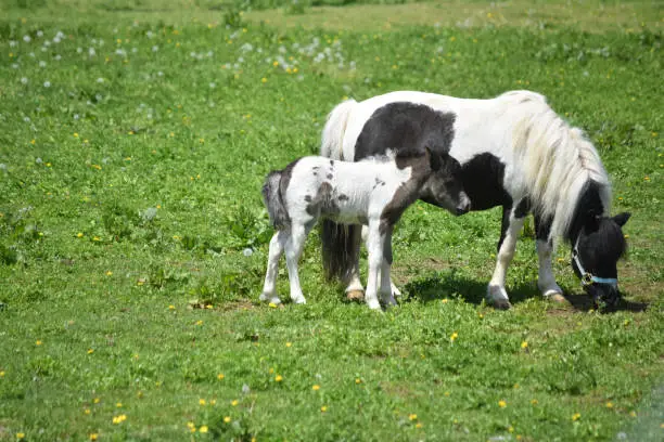 Black and white mini horse mare and colt standing in a grass pasture.
