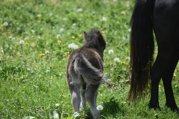 Absolutely adorable backside of a colt in a field.