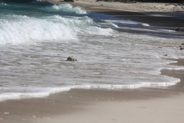 istock seychelles private island beach 1150798829
