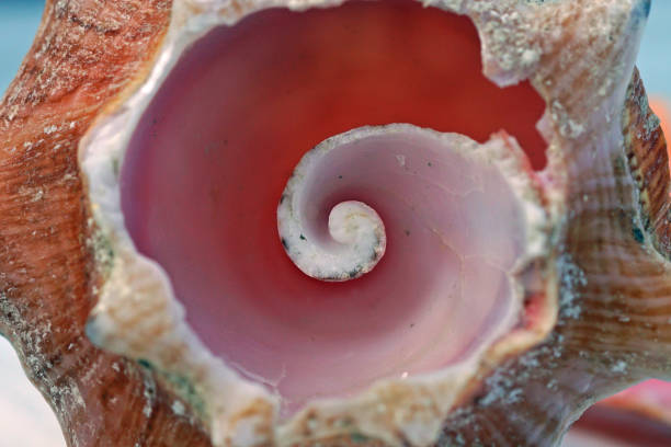 Your Inner Conch Examine you inner conch while enjoying the beauty of the spiral inside a broken conch shell conch shell photos stock pictures, royalty-free photos & images