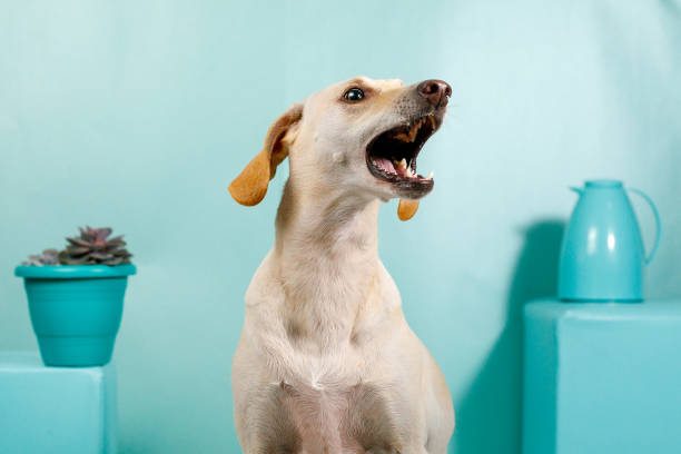Dog barking and howling Dog studio portrait. barking animal photos stock pictures, royalty-free photos & images