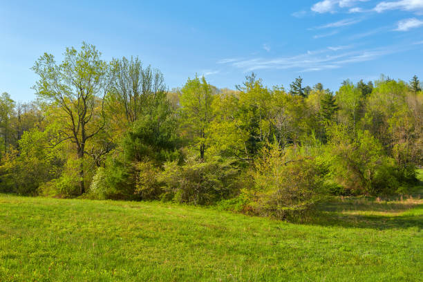 istock Smart View Recreation Area, Blue Ridge Parkway, Virginia 1150800505