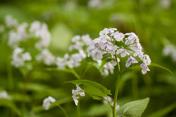 istock flowering lunaria 1150800535