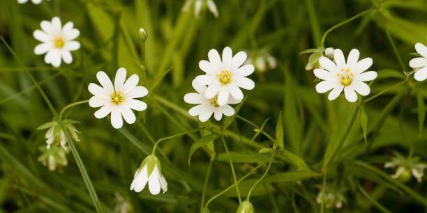 istock white florets of stellaria 1150800541