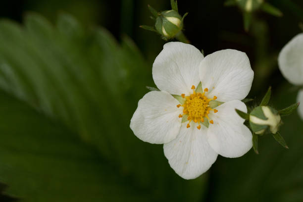 istock flower of strawberry with buds 1150800606