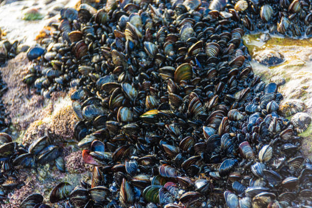 istock Blue mussels in the mediterranean shore 1150803414