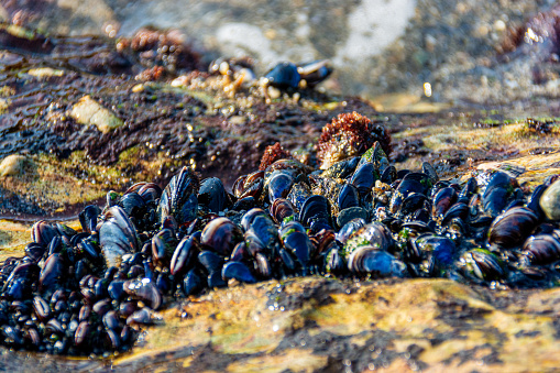 The blue mussel (Mytilus edulis), also known as the common mussel, is a medium-sized edible marine bivalve mollusc in the family Mytilidae, the mussels. Blue mussels are subject to commercial use and intensive aquaculture.