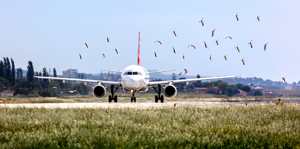 Flock of birds are very dangerous for airplane
