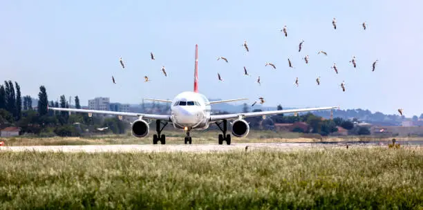 Photo of Flock of birds are very dangerous for airplane