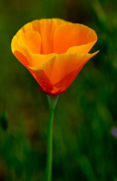 istock California Golden Poppy 1150803840