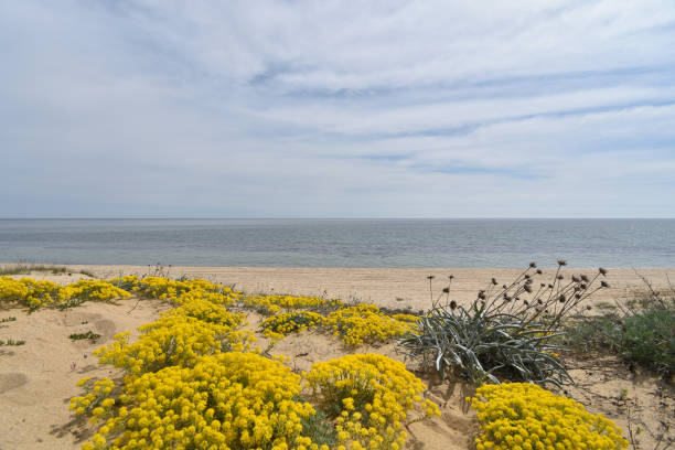 Wild plants - close-up selective focus view of Golden Alyssum and Galilea Mucronata on the dunes of Shkorpilovtsi Beach, Kamchiyski Pyasatsi Natural Reserve, Bulgaria