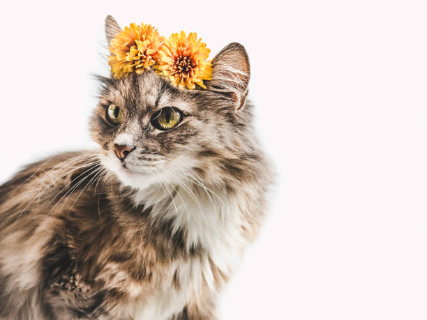 istock Charming kitten with yellow flowers on a white background 1150804143