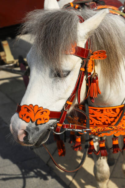 istock Little pony with a forelock and in a beautiful harness 1150804723
