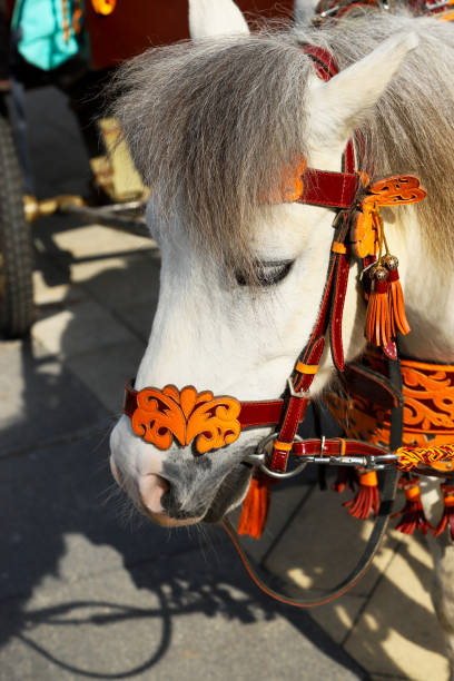 istock Little pony with a forelock and in a beautiful harness 1150804726