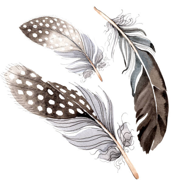 Ilustración de Acuarela Azul Y Negro Pluma De Pájaro De Ala Aislada Elemento De Ilustración De Plumas Aisladas Fondo De Acuarela y más Vectores Libres de Derechos de Arte - iStock Ilustración de Acuarela Azul Y Negro Pluma De Pájaro De Ala Aislada Elemento De Ilustración De Plumas Aisladas Fondo De Acuarela y más Vectores Libres de Derechos de Arte - iStock