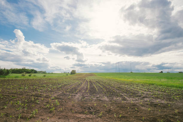 semis de maïs plante boueux champ agricole juste après la douche tempête au printemps. - photography cloud plantation plant photos et images de collection