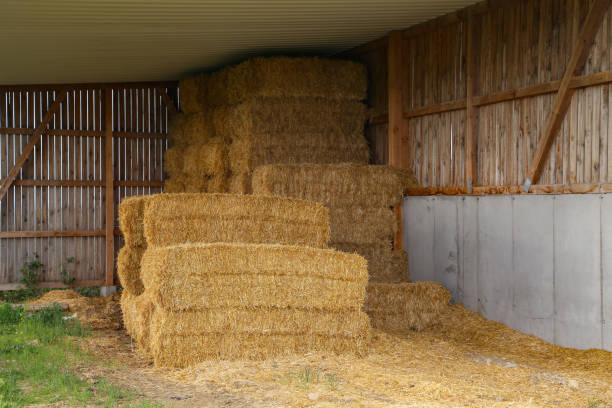 istock Straw bales lie under a wooden canopy 1150806237