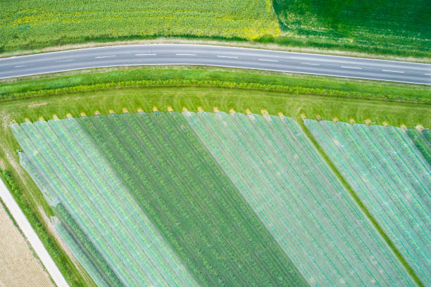 istock Abstract agricultural fields, vegetable plantation - aerial view 1150806530