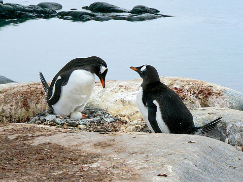 A Gentoo penguin pair admiring their egg, in their stone nest, built on rocks, as part of a large breeding colony. It is located close to the shoreline on the Antarctic Peninsula. The parents are taking turns to sit and incubate their precious egg.