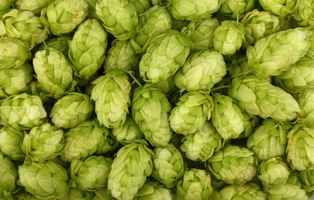 istock Close up background of fresh green beer hops 1150807983