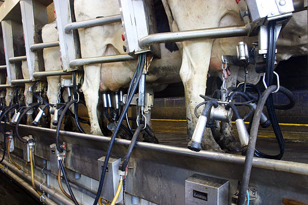 Cows - milking parlour Row of cows in automatic milking machine parlour on a dairy milking unit stock pictures, royalty-free photos & images