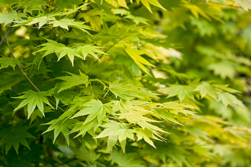 Naturalistic piture of a green Japanese maple leaves on a blurred background