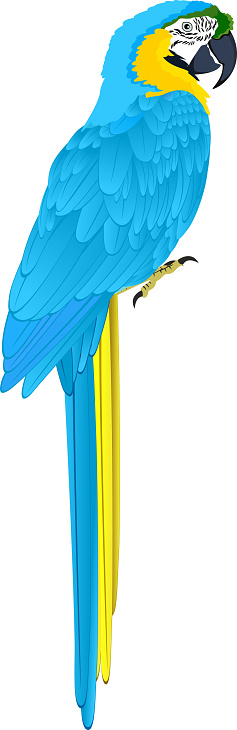 Vector Parrot Blueandyellow Macaw Stock Illustration - Download Image Now - iStock Vector Parrot Blueandyellow Macaw Stock Illustration - Download Image Now - iStock