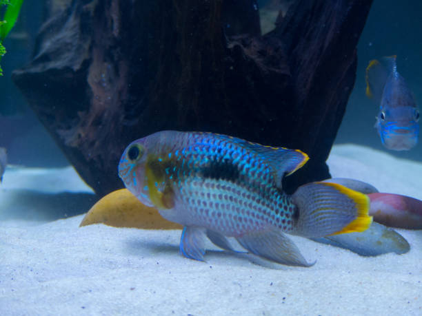 istock Green terror (Andinoacara rivulatus) colorful fish in aquarium 1150813803