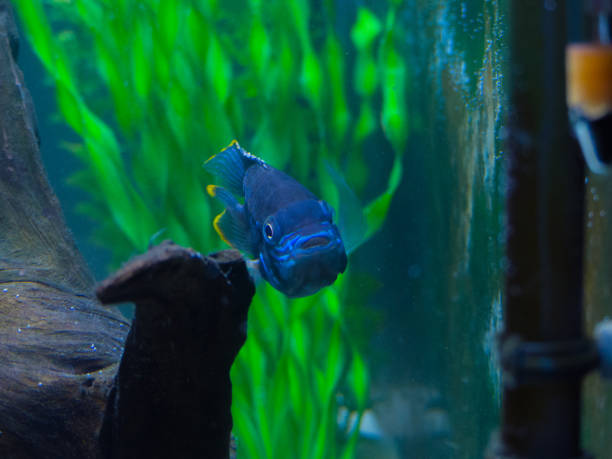 istock Green terror (Andinoacara rivulatus) colorful fish in aquarium 1150814384