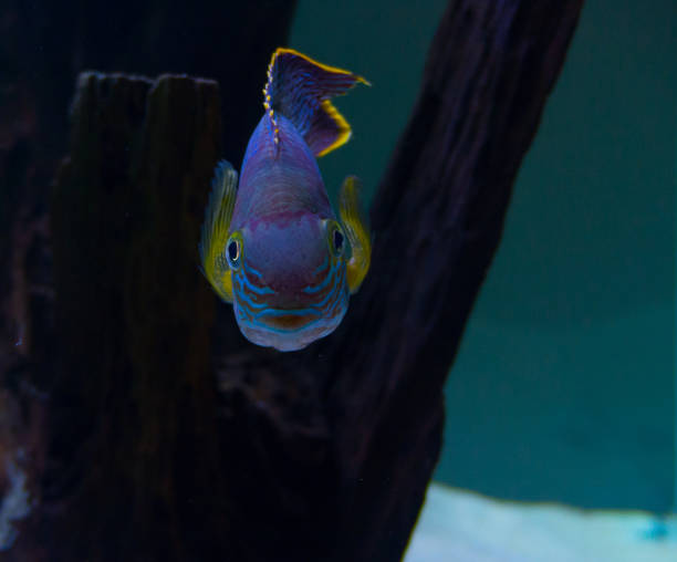 istock Green terror (Andinoacara rivulatus) colorful fish in aquarium 1150814430