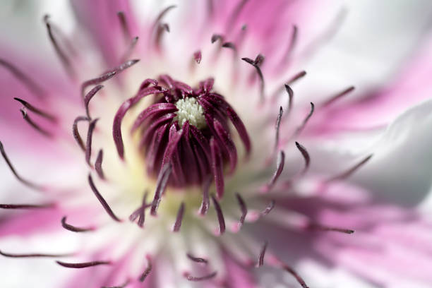 Stamen of Clematis