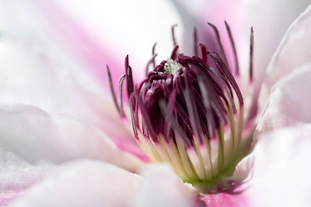 Stamen of Clematis
