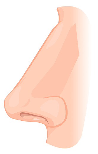 Human Male Nose