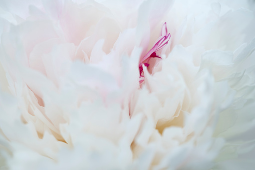 Petals of peony in macro