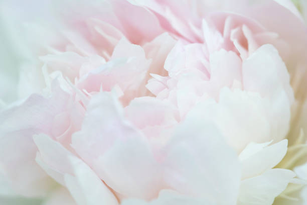 istock Petals of peony in macro 1150818853