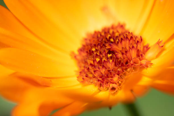 calendula in macro - pot marigold single flower flower flower head foto e immagini stock