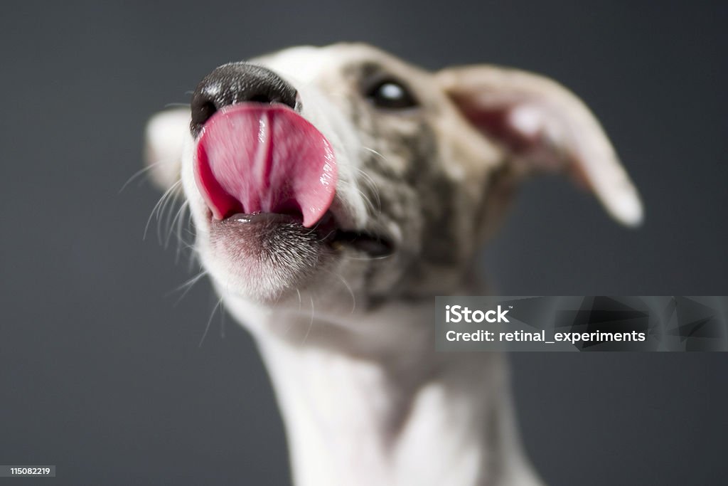 Cachorro expresiones: YUM - Foto de stock de Perro libre de derechos