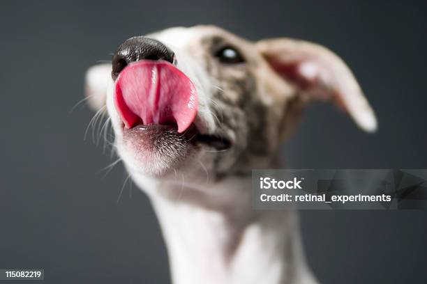 Cachorro Expresiones Yum Foto de stock y más banco de imágenes de Perro - Perro, Lamer, Sacar la lengua