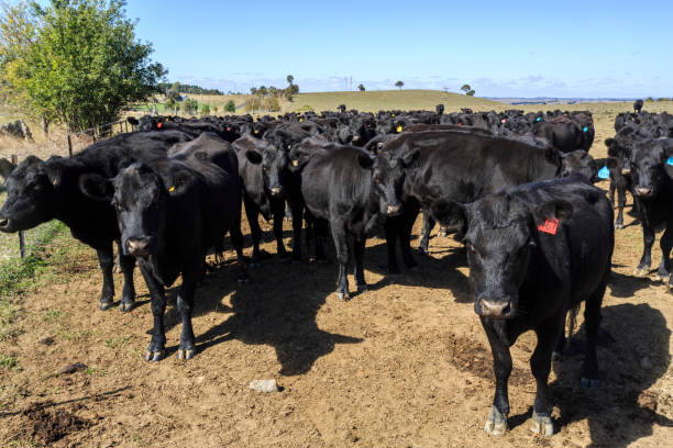istock Angus Cattle Being Raised in a Farm 1150824931