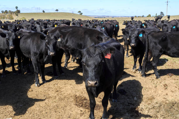 istock Angus Cattle Being Raised in a Farm 1150825458