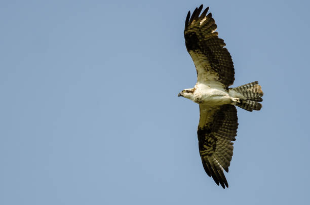 istock Lone Osprey Flying in a Blue Sky 1150825481