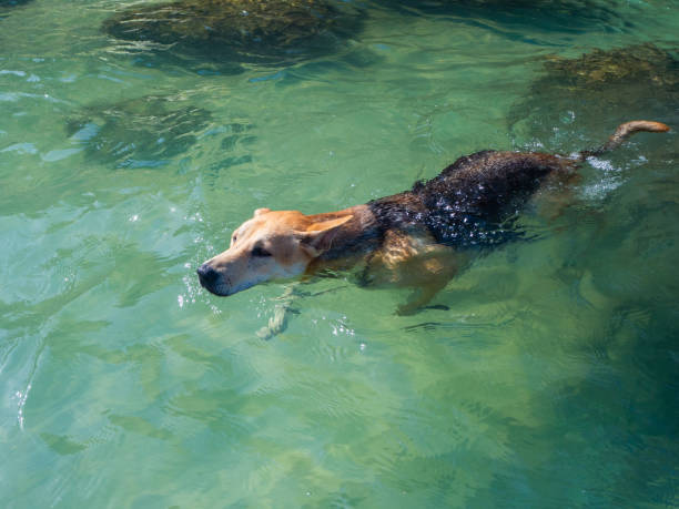 istock The dog is looking for something in the water 1150828353