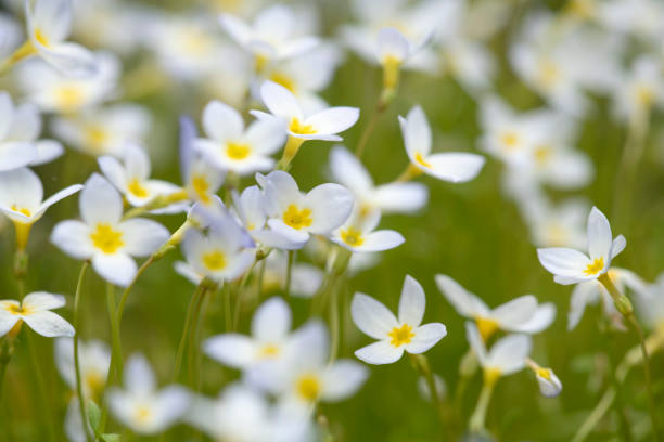 istock Quaker ladies flowers 1150829986