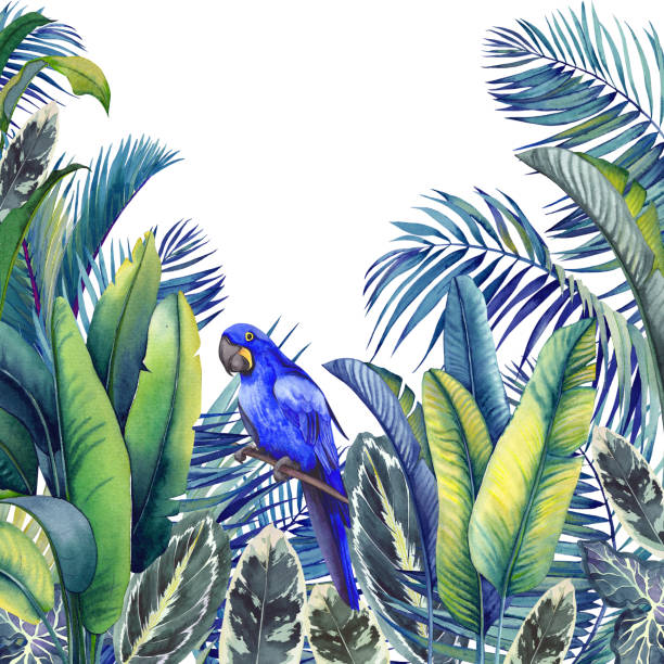 Tropical card with blue macaw parrot, palm trees, banana and calathea leaves. Tropical card with blue macaw parrot, palm trees, banana and calathea leaves. Watercolor illustration on white background. zebra plant stock illustrations