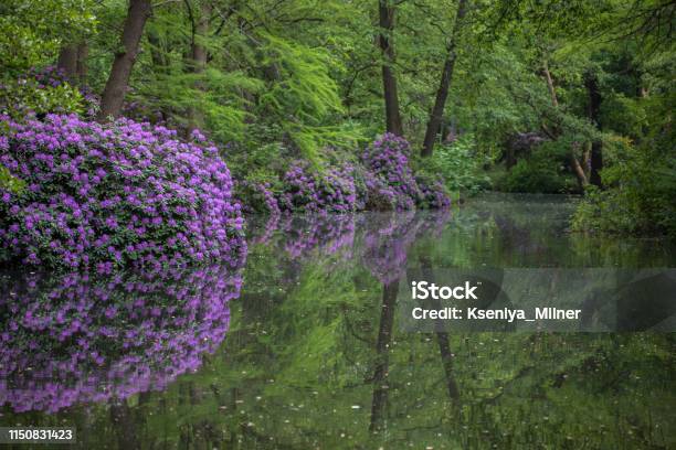 Photo libre de droit de Rhododendrons Fleuris Et Arbres Verts Reflétés Dans Le Lac banque d'images et plus d'images libres de droit de Lilas commun