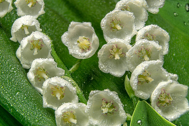Lily of the valley white flowers closeup with vivid green leaves and pure water drops. stock photo