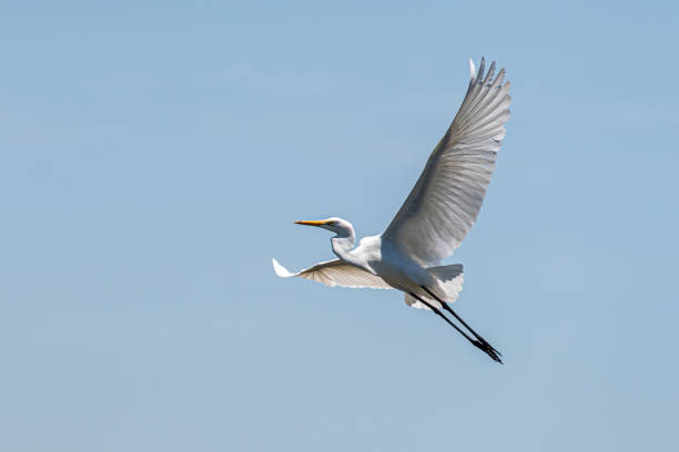 istock Eastern great egret bird in flight 1150833947